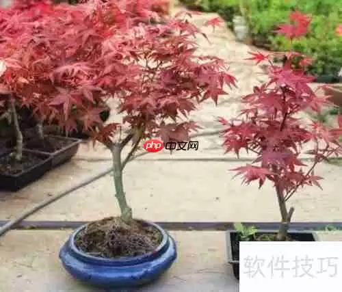 红枫的养殖方法与注意事项全攻略