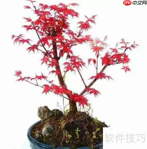 红枫的养殖方法与注意事项全攻略