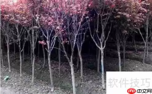 绿植红枫的培植技巧与养护方法