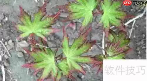 绿植红枫的培植技巧与养护方法