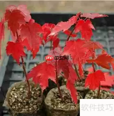 绿植红枫的培植技巧与养护方法