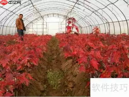 绿植红枫的培植技巧与养护方法