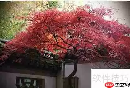 绿植红枫的培植技巧与养护方法