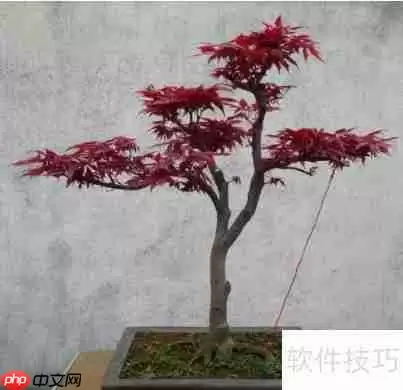 绿植红枫的培植技巧与养护方法