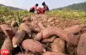 夏至后栽种红薯是否不结红薯