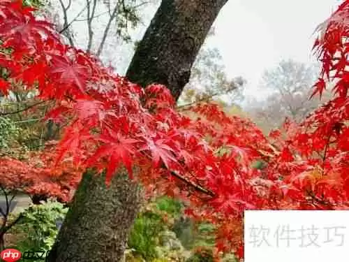 掌握这些技巧，拍出最美的红枫大片