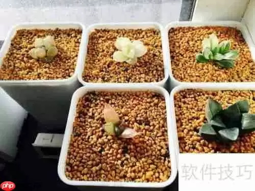 万象盆含义及其优缺点分析