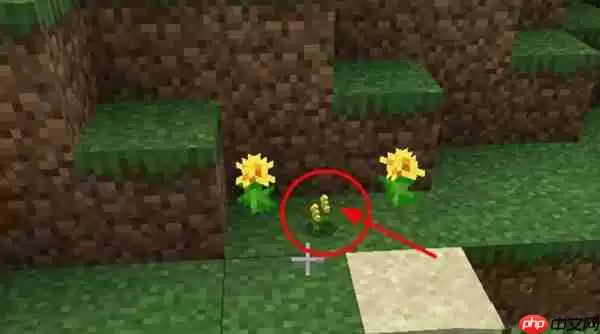 我的世界养殖蜜蜂方法