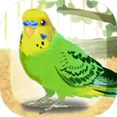 治愈的鹦鹉育成