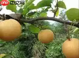 栽植晚秋黄梨初次挂果时间是什么时候