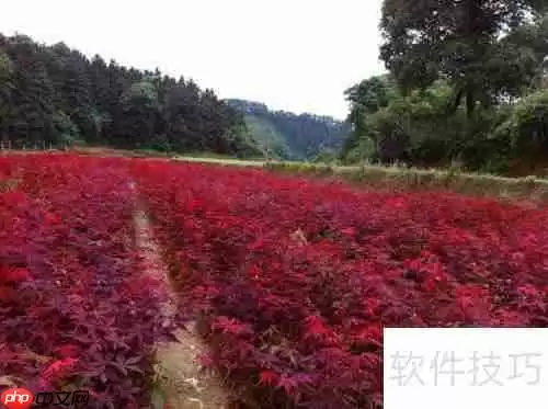 红枫树苗的培育方法与管理技巧