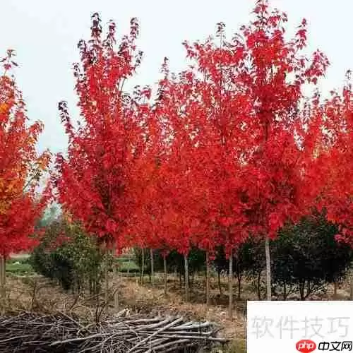 红枫树苗的培育方法与管理技巧