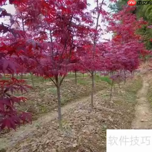 红枫树苗的培育方法与管理技巧