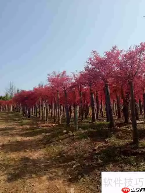 红枫树苗的培育方法与管理技巧