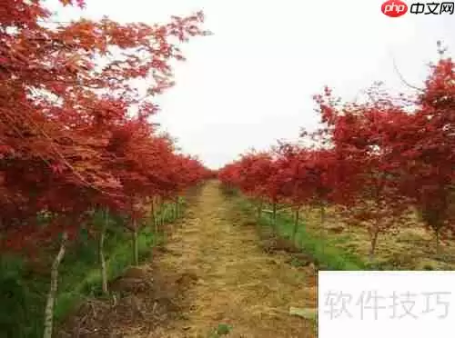 红枫树苗的培育方法与管理技巧