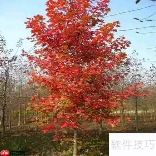 红枫树苗的培育方法与管理技巧