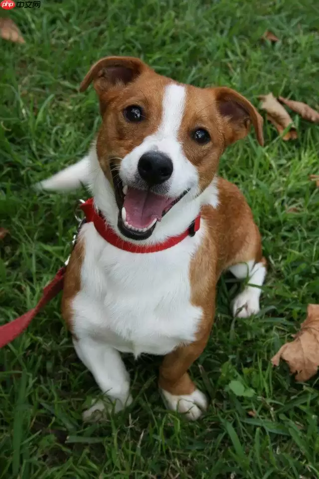 个人实现的反向文心(无需训练的AI看图说话,你不心动?) - 游乐网