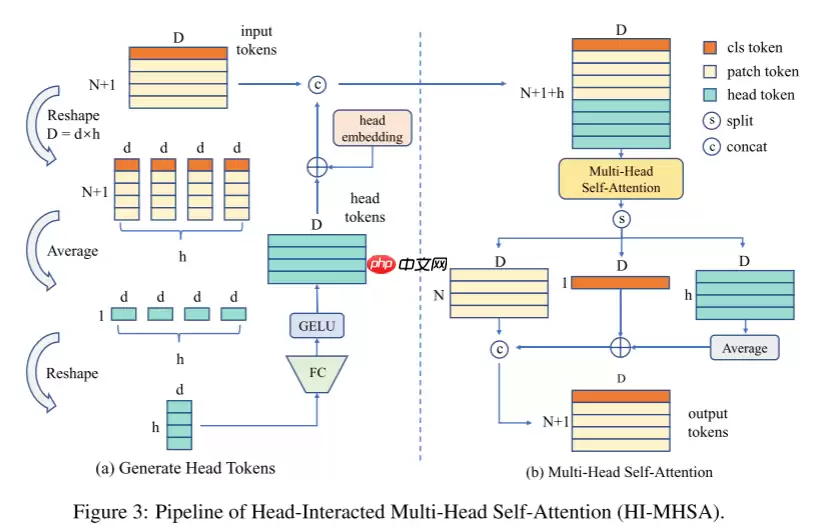 【NIPS 2022】DHVT：弥补ViT与CNN在小数据集上的性能差距 - 游乐网