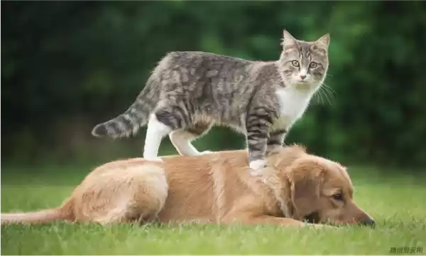 首个毫秒级响应的实时生图大模型!腾讯混元图像2.0正式发布