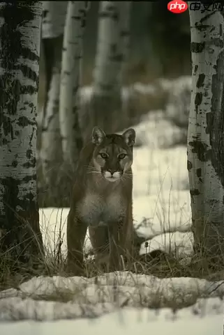 基于Paddle复现Neighbor2Neighbor降噪网络 - 游乐网