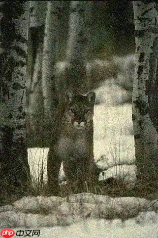 基于Paddle复现Neighbor2Neighbor降噪网络 - 游乐网