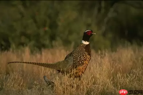 基于Paddle复现Neighbor2Neighbor降噪网络 - 游乐网