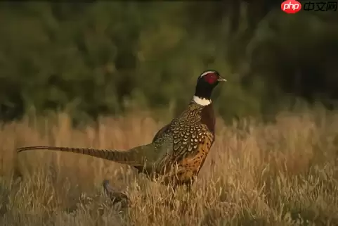 基于Paddle复现Neighbor2Neighbor降噪网络 - 游乐网