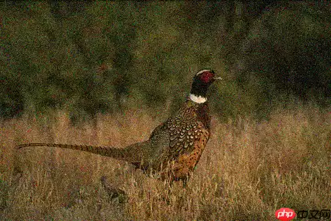 基于Paddle复现Neighbor2Neighbor降噪网络 - 游乐网