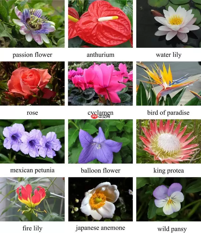 『抽丝剥茧』深度解析PaddleClas—分类,一篇带你学会分类实践 - 游乐网