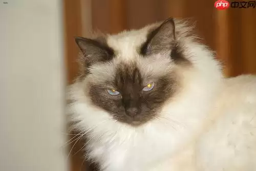 基于Paddle2.0的猫12分类 - 游乐网