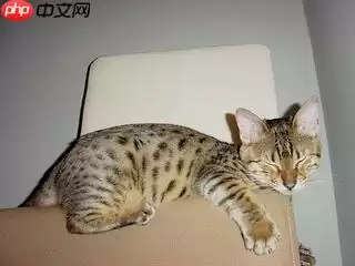 基于Paddle2.0的猫12分类 - 游乐网