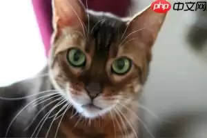 基于Paddle2.0的猫12分类 - 游乐网