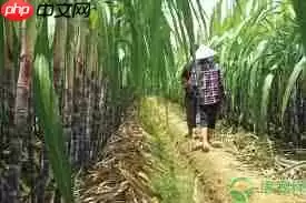 田间甘蔗如何种植