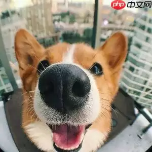 【Al达人特训营】基于狗鼻子识别狗狗身份 - 游乐网