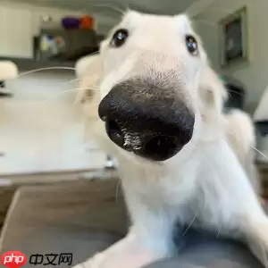 【Al达人特训营】基于狗鼻子识别狗狗身份 - 游乐网