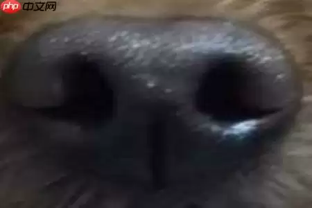 【Al达人特训营】基于狗鼻子识别狗狗身份 - 游乐网