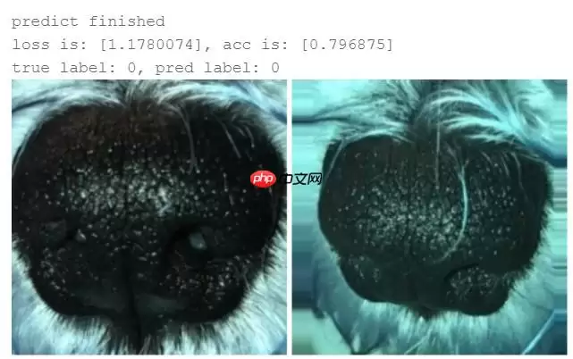 【Al达人特训营】基于狗鼻子识别狗狗身份 - 游乐网