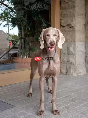 基于PaddlePaddle的ConvNeXt复现 - 游乐网