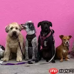 斯坦福120类狗分类 - 游乐网