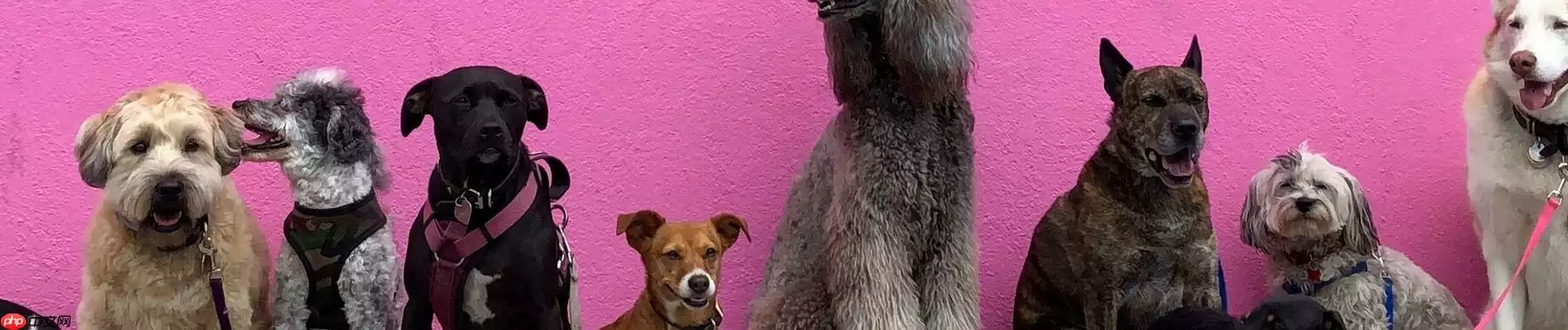 斯坦福120类狗分类 - 游乐网