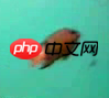 【PaddleHub模型贡献】一行代码实现海洋生物识别 - 游乐网