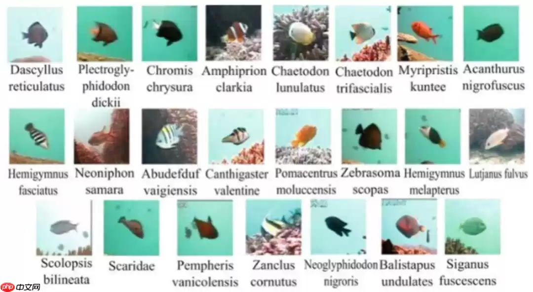 【PaddleHub模型贡献】一行代码实现海洋生物识别 - 游乐网
