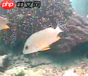 【PaddleHub模型贡献】一行代码实现海洋生物识别 - 游乐网