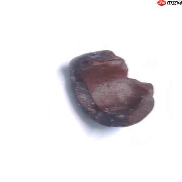 基于PaddleX2.0-PP-LCNet模型的咖啡豆质检分类 - 游乐网