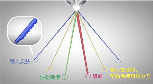 一巴掌拍死蚊子 它的嘴会断在你的肉里吗