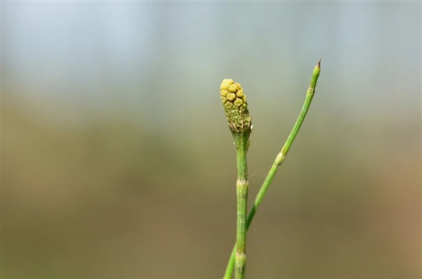 上海路边疯长的草：据说底下竟然能挖到黄金