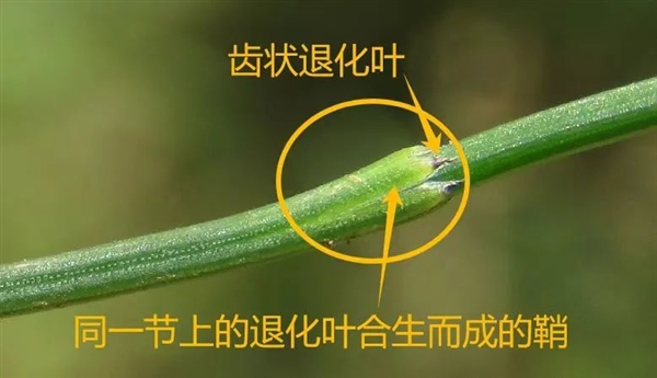 上海路边疯长的草：据说底下竟然能挖到黄金