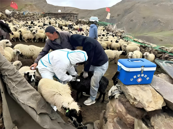 我国成功研发牦牛重要传染病智能检测设备 最快40分钟出结果
