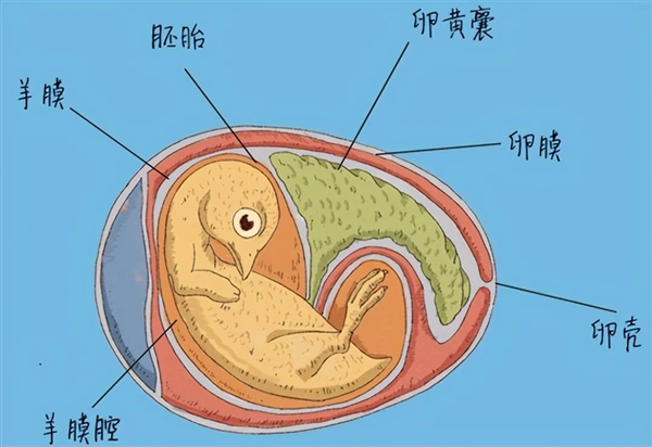 鸡蛋壳是怎么进化出来的