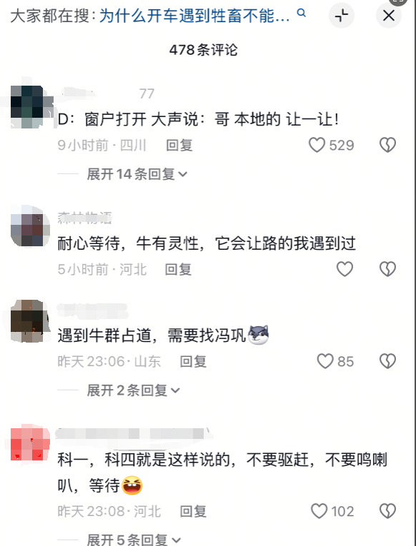 科目四现场版！女子驾车路遇牛群“拦路”双方僵持十多分钟
